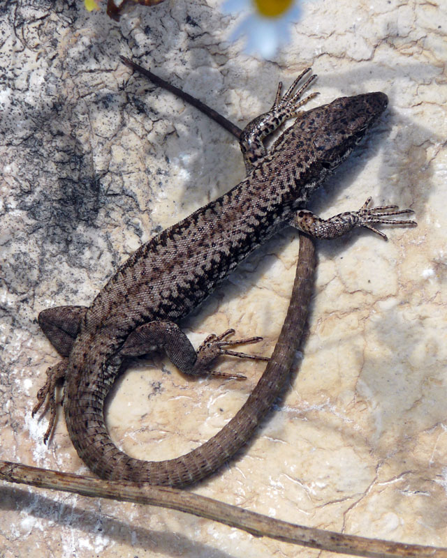 Podarcis muralis